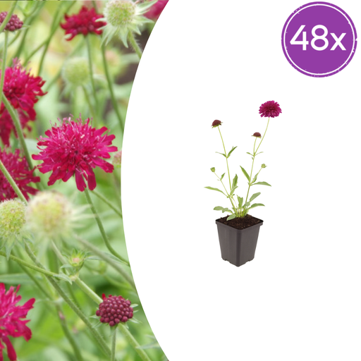 "48x Knautia macedonica - ↕10-25cm - Ø9cm image"