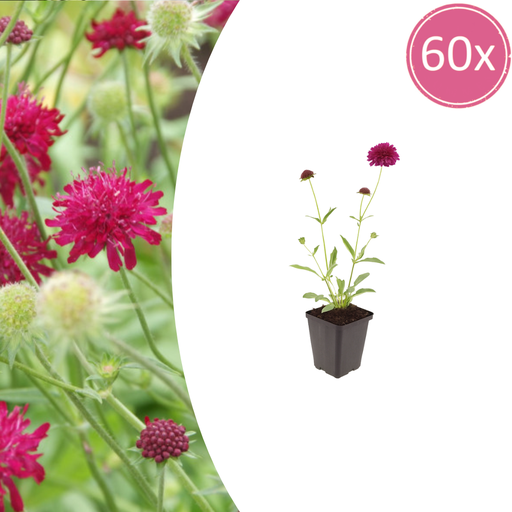 "60x Knautia macedonica - ↕10-25cm - Ø9cm image"