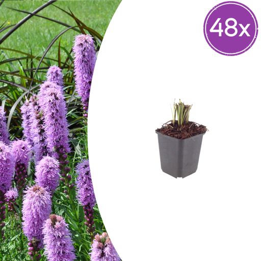 "Prachtscharte 48er-Set (Liatris spicata) – winterharte Staude, Topf-Ø 9 cm, Höhe ca. 25 cm image"