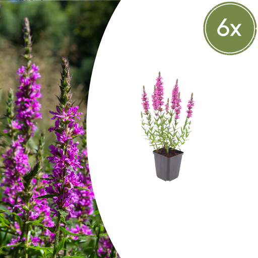"6x Lythrum salicaria - ↕10-25cm - Ø9cm image"