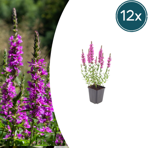 "12x Lythrum salicaria - ↕10-25cm - Ø9cm image"