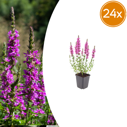 "24x Lythrum salicaria - ↕10-25cm - Ø9cm image"
