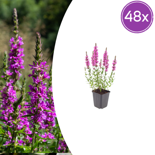 "48x Lythrum salicaria - ↕10-25cm - Ø9cm image"