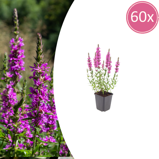 "60x Lythrum salicaria - ↕10-25cm - Ø9cm image"