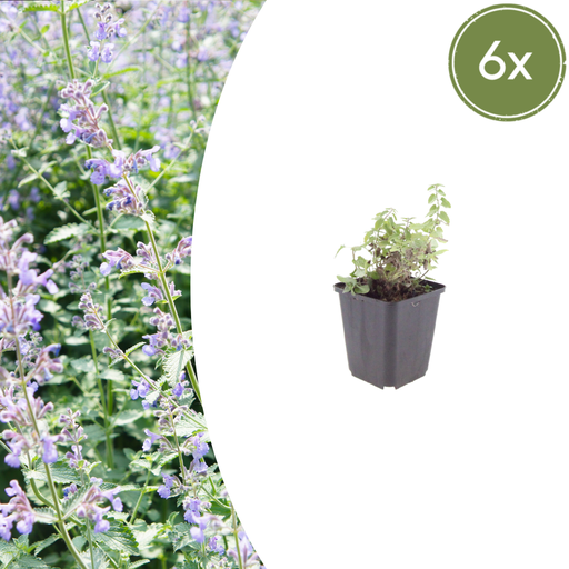 "6x Nepeta faassenii - ↕10-25cm - Ø9cm image"