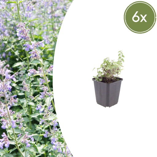 "Katzenminze 6er-Set (Nepeta faassenii) – winterharte Duftstaude, Topf-Ø 9 cm, Höhe ca. 25 cm image"