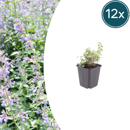 "12x Nepeta faassenii - ↕10-25cm - Ø9cm image"