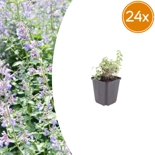 "Katzenminze 24er-Set (Nepeta faassenii) – winterharte Duftstaude, Topf-Ø 9 cm, Höhe ca. 25 cm image"