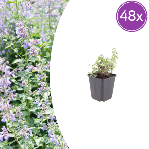 "48x Nepeta faassenii - ↕10-25cm - Ø9cm image"