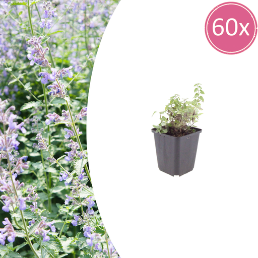 "Katzenminze 60er-Set (Nepeta faassenii) – winterharte Duftstaude, Topf-Ø 9 cm, Höhe ca. 25 cm image"