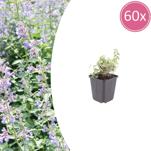"Katzenminze 60er-Set (Nepeta faassenii) – winterharte Duftstaude, Topf-Ø 9 cm, Höhe ca. 25 cm image"