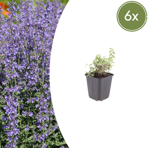 "6x Nepeta 'Grol' - ↕10-25cm - Ø9cm image"