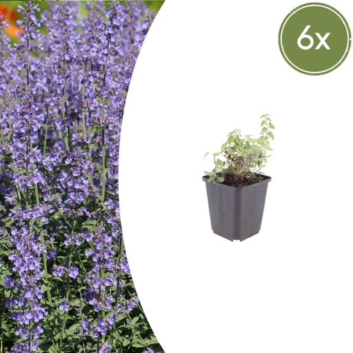 "Katzenminze 'Grol' 6er-Set (Nepeta) – winterharte Staude, Topf-Ø 9 cm, Höhe ca. 25 cm image"