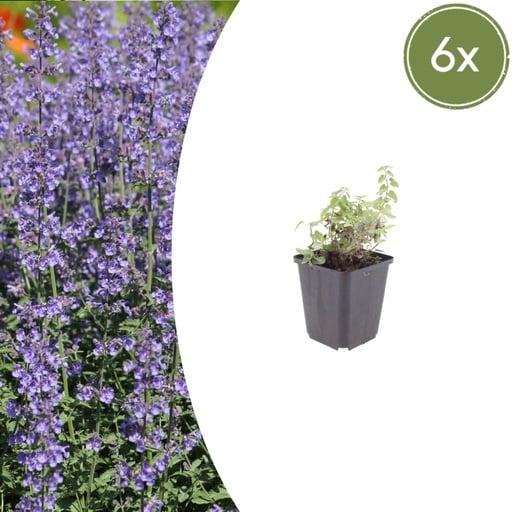 "Katzenminze 'Grol' 6er-Set (Nepeta) – winterharte Staude, Topf-Ø 9 cm, Höhe ca. 25 cm image"