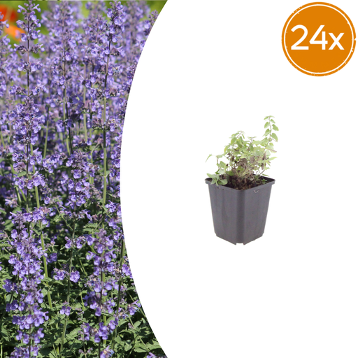 "24x Nepeta 'Grol' - ↕10-25cm - Ø9cm image"