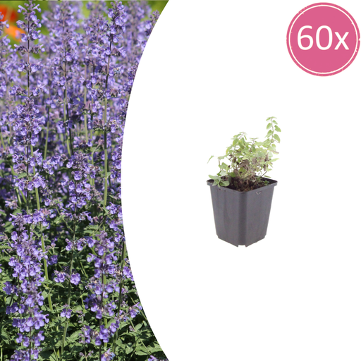 "60x Nepeta 'Grol' - ↕10-25cm - Ø9cm image"