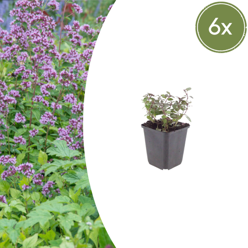 "6x Origanum laevigatum 'Herrenhausen' - ↕10-25cm - Ø9cm image"