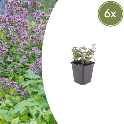 "Purpurdost 'Herrenhausen' 6er-Set (Origanum laevigatum) – winterharte Staude, Topf-Ø 9 cm, Höhe ca. 25 cm image"
