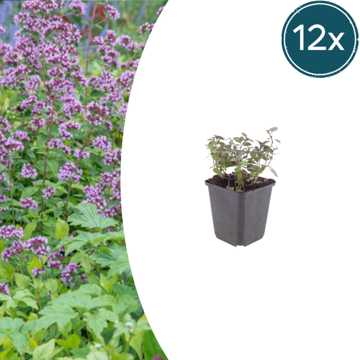 "12x Origanum laevigatum 'Herrenhausen' - ↕10-25cm - Ø9cm image"