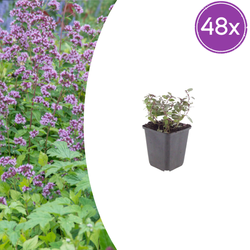 "48x Origanum laevigatum 'Herrenhausen' - ↕10-25cm - Ø9cm image"