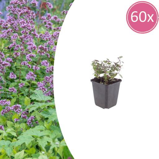 "60x Origanum laevigatum 'Herrenhausen' - ↕10-25cm - Ø9cm image"