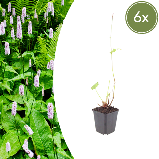 "6x Persicaria a. 'Alba' - ↕10-25cm - Ø9cm image"