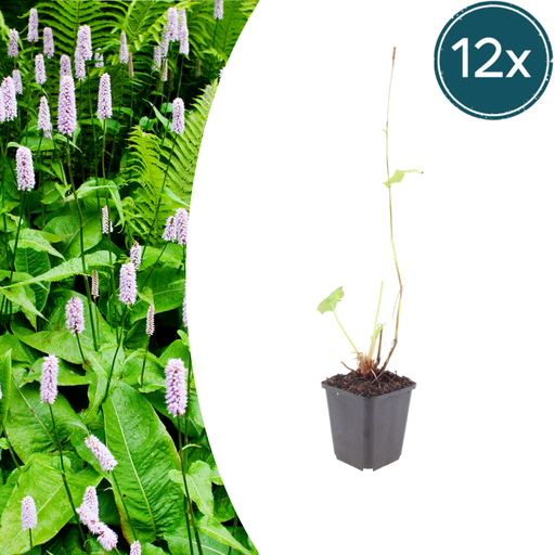 "12x Persicaria a. 'Alba' - ↕10-25cm - Ø9cm image"