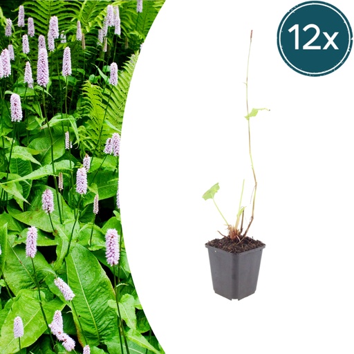 "Kerzenknöterich 'Alba' 12er-Set (Persicaria amplexicaulis) – winterharte Staude, Topf-Ø 9 cm, Höhe ca. 25 cm image"