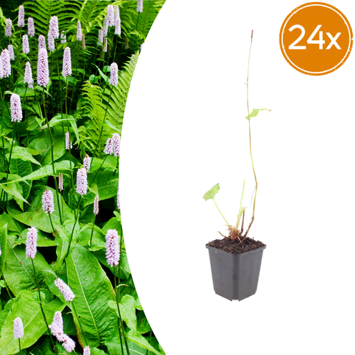 "24x Persicaria a. 'Alba' - ↕10-25cm - Ø9cm image"
