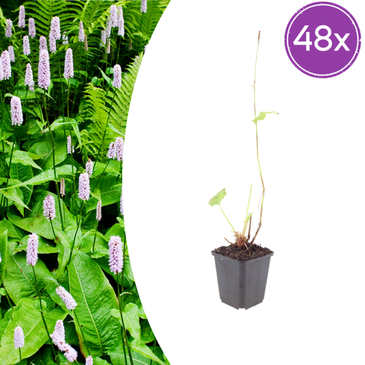 "48x Persicaria a. 'Alba' - ↕10-25cm - Ø9cm image"