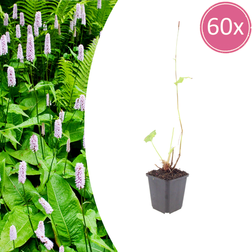 "60x Persicaria a. 'Alba' - ↕10-25cm - Ø9cm image"