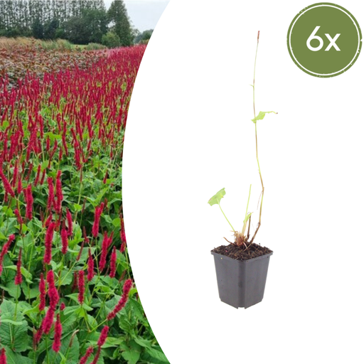 "6x Persicaria a. 'Blackfield' - ↕10-25cm - Ø9cm image"