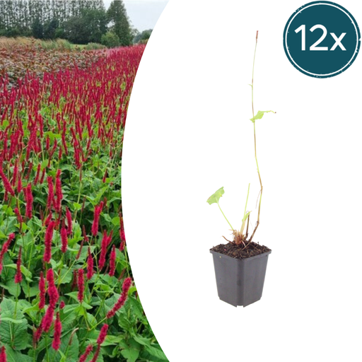 "12x Persicaria a. 'Blackfield' - ↕10-25cm - Ø9cm image"