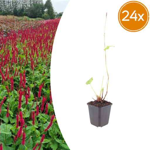 "24x Persicaria a. 'Blackfield' - ↕10-25cm - Ø9cm image"