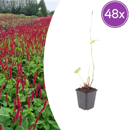 "Knöterich 'Blackfield' 48er-Set (Persicaria) – winterharte Staude, Topf-Ø 9 cm, Höhe ca. 25 cm image"
