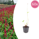 60x Persicaria a. 'Blackfield' - ↕10-25cm - Ø9cm