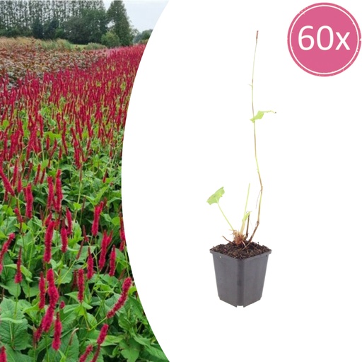 "Knöterich 'Blackfield' 60er-Set (Persicaria) – winterharte Staude, Topf-Ø 9 cm, Höhe ca. 25 cm image"
