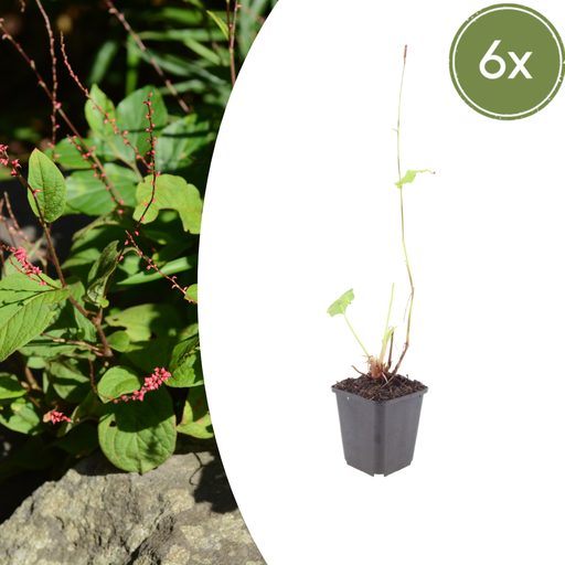 "6x Persicaria a. 'Speciosa' - ↕10-25cm - Ø9cm image"