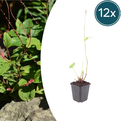 "12x Persicaria a. 'Speciosa' - ↕10-25cm - Ø9cm image"