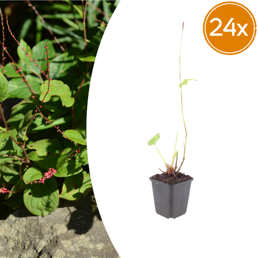 "24x Persicaria a. 'Speciosa' - ↕10-25cm - Ø9cm image"