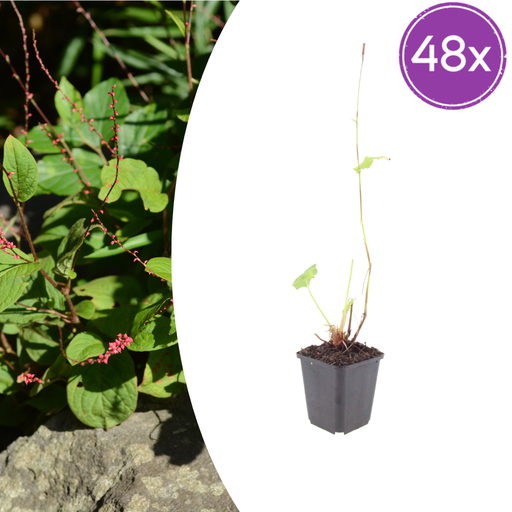 "Wasserknöterich 'Speciosa' 48er-Set (Persicaria amphibia) – winterharte Wasserstaude, Topf-Ø 9 cm, Höhe ca. 25 cm image"