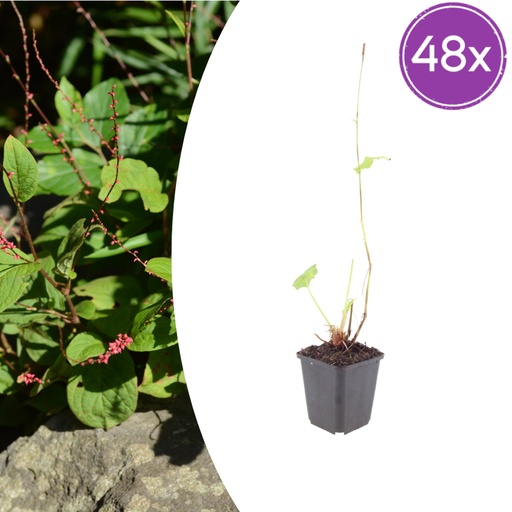 "Wasserknöterich 'Speciosa' 48er-Set (Persicaria amphibia) – winterharte Wasserstaude, Topf-Ø 9 cm, Höhe ca. 25 cm image"