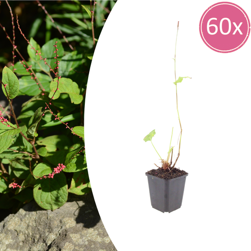 "60x Persicaria a. 'Speciosa' - ↕10-25cm - Ø9cm image"