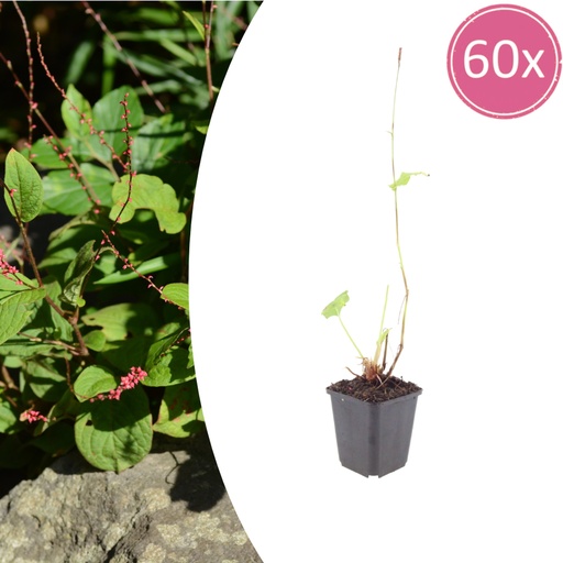 "Kerzenknöterich 'Speciosa' 60er-Set (Persicaria) – winterharte Staude, Topf-Ø 9 cm, Höhe ca. 10–25 cm image"