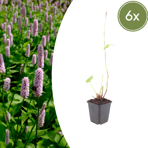 "6x Persicaria aff. 'Superba' - ↕10-25cm - Ø9cm image"