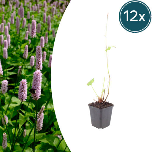 "12x Persicaria aff. 'Superba' - ↕10-25cm - Ø9cm image"