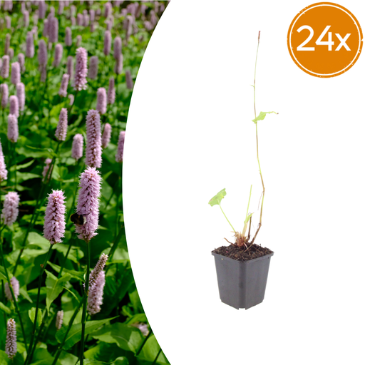 "24x Persicaria aff. 'Superba' - ↕10-25cm - Ø9cm image"