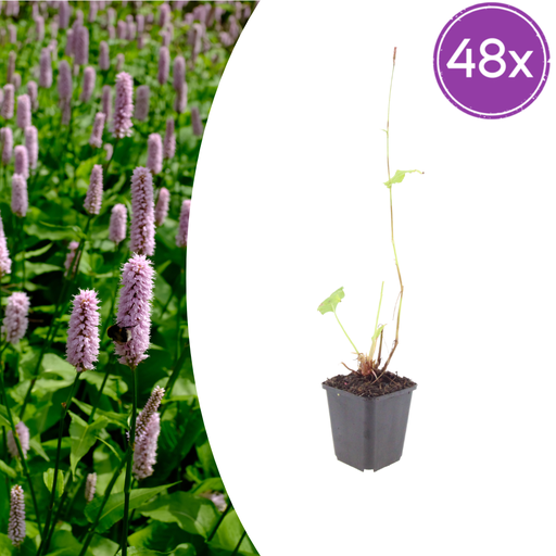 "48x Persicaria aff. 'Superba' - ↕10-25cm - Ø9cm image"
