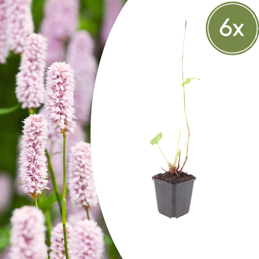 "6x Persicaria bistorta - ↕10-25cm - Ø9cm image"