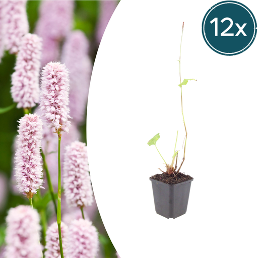 "Wiesenknöterich 12er-Set (Persicaria bistorta) – winterharte Staude, Topf-Ø 9 cm, Höhe ca. 25 cm image"